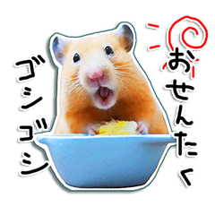 hamster usual 4