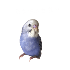 Earl of the budgerigar.