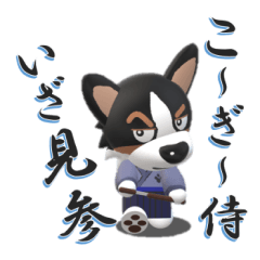 Corgi Tri-color dog samurai
