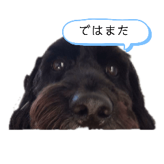 Pippin the Dog