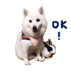 狐狸犬咻咻美 I Japanese Spitz Xiu 1