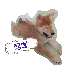 柴犬 Peanut狗