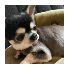 kurumi_20190805005709