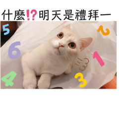 外星喵小姐