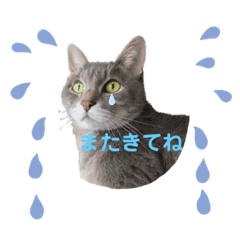 peta1uuuu