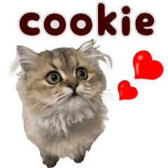 Persian cat cookie kitten PhotoSticke3