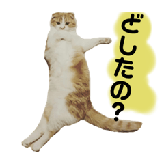 maron_20190805135941