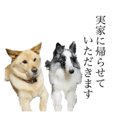dogs of Zamasan