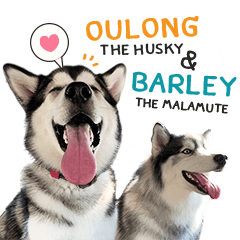 Oulong the Husky & Barley the Malamute