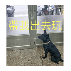 黑狗米吉的日常