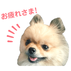 Naughty cute Pomeranian stickers ver.2