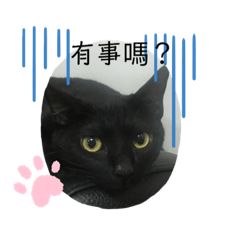 貓咪寶貝
