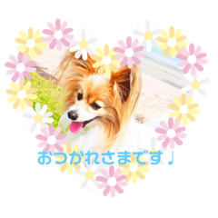 ringo_20190806195305