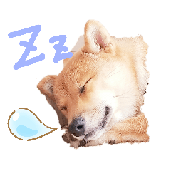 ringo_20190806114609