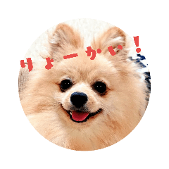 Pomeranian MOKONA