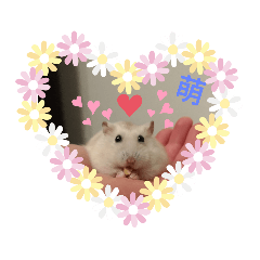 萌鼠Bubu第二彈