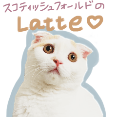 Scottish fold cute cat latte Sticker.