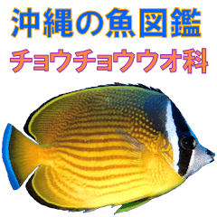 沖縄の魚図鑑 チョウチョウウオ科 Line スタンプ Line Store