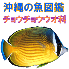 沖縄の魚図鑑 チョウチョウウオ科 Line スタンプ Line Store 沖縄の魚図鑑 チョウチョウウオ科 Line スタンプ Line Store