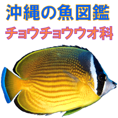 沖縄の魚図鑑 チョウチョウウオ科