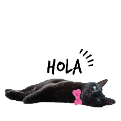 Meow : HOLA & HUA-MI