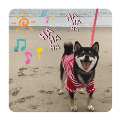Hachi_20190807183906