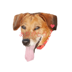 hachi_20190807180848