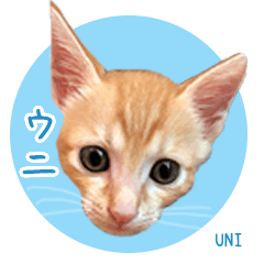 ウニ is a cat