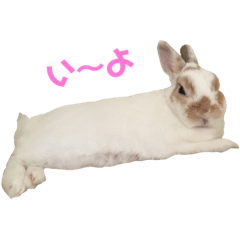 Rabbit Conito 12