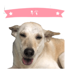 無腦花