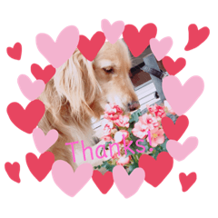 cherry_20190807144014