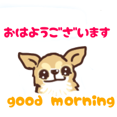 A word of cute Chihuahua
