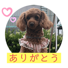 トイプードル ファニー②