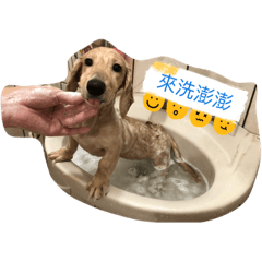 阿吉仔（長毛臘腸）