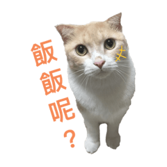 奶茶貓日常