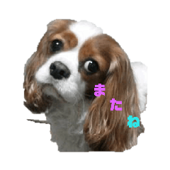 honey_20190808232837