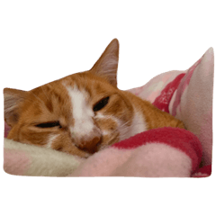 kinako_20190809004346