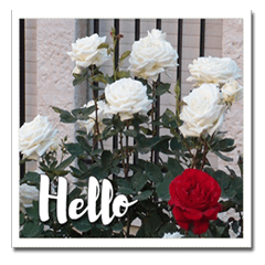 Flowers for Hello