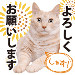 Himawari Cat Sticker
