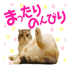 momikae's cat