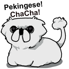 Pekingese ChaCha