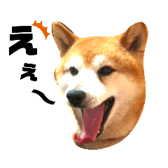 柴犬ジョンくん５