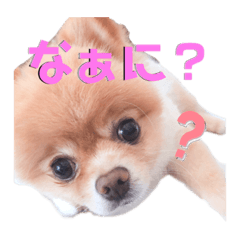 yuzupome
