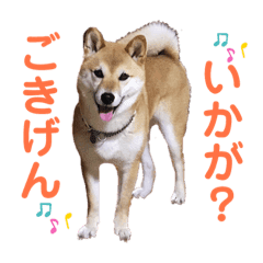 柴犬ふくこさんのかわいいスタンプ Line スタンプ Line Store