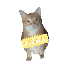妹妹麻糬
