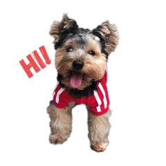 bearboon the yorkie