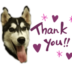 Siberian-Husky jack1
