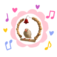 Cute Java sparrow of my home
