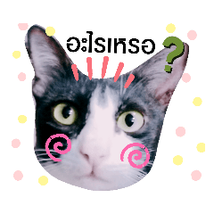 meowmeow_20190809215217