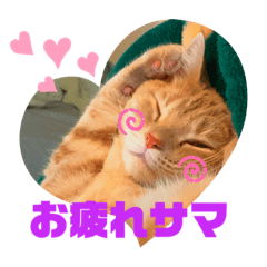 I am a Chiffon! 6
